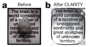 画像a：透明化処理前の3か月齢マウス脳写真、画像b：透明化処理後のマウス脳写真（標本の下の文字が判読できます）