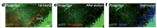 複数回免疫染色したeYFP発現マウス脳組織の画像（1回目TH抗体染色画像、TH抗体除去後画像、2回目GFAP・PV抗体染色画像）