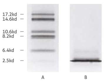ミオグロビンフラグメントの（A）トリシン系SDS-PAGE、および（B）グリシン系SDS-PAGEの比較
