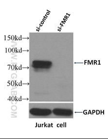 FMR1抗体のウェスタンブロット検証