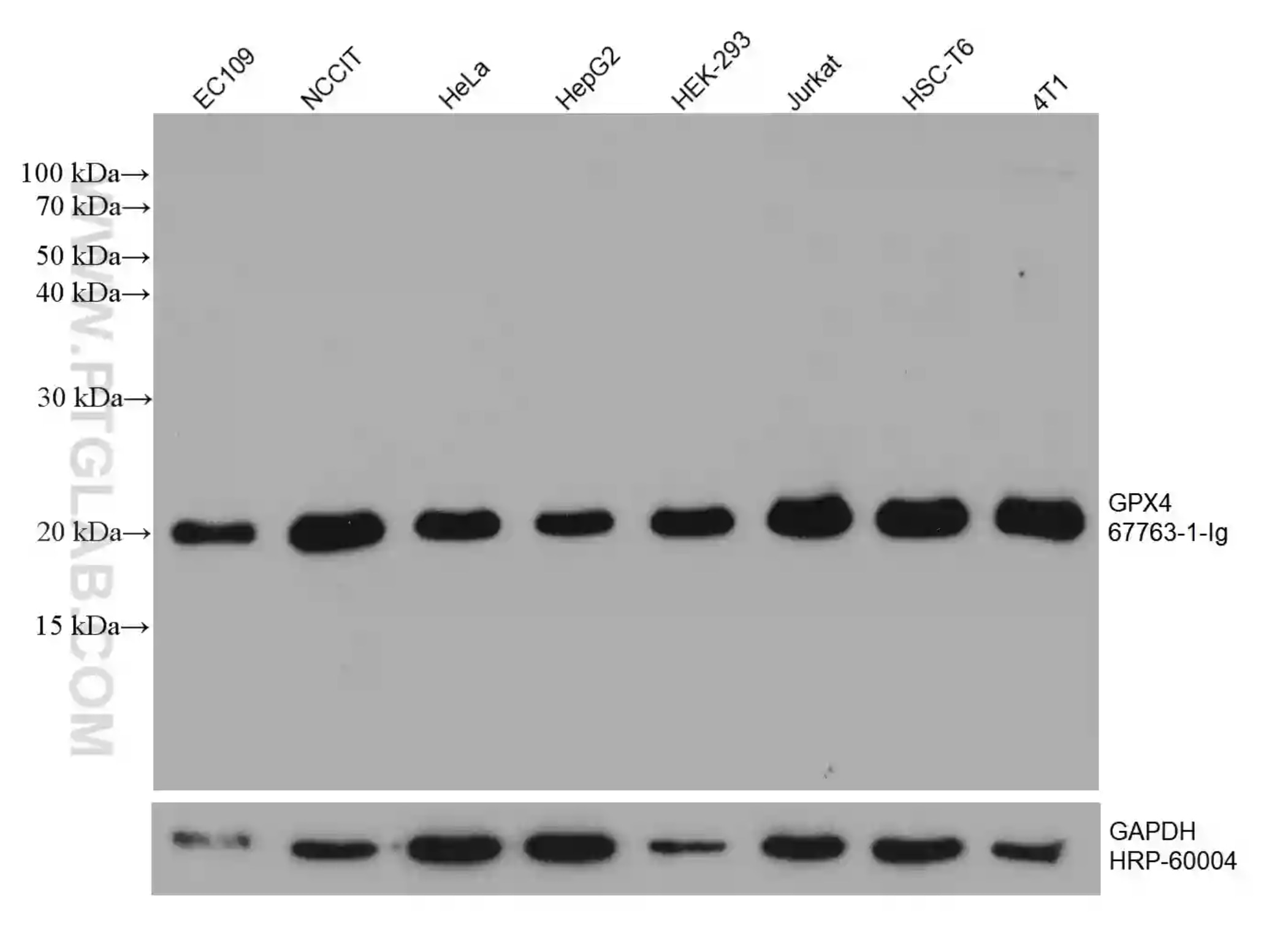 GPX4抗体を使用した様々な細胞ライセートのウェスタンブロット