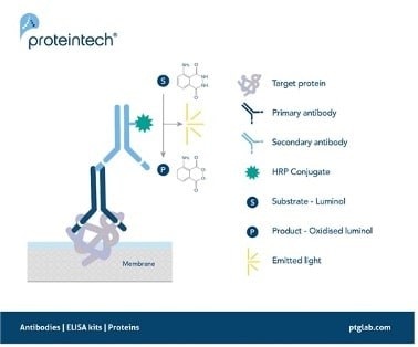 化学発光ウェスタンブロットにおけるシグナルの発生原理（一次抗体、HRP標識二次抗体、ルミノール基質、酸化、化学発光）