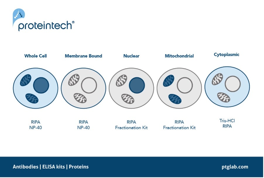 目的タンパク質の局在と推奨される抽出バッファー（細胞全体・膜タンパク質・核・ミトコンドリア・細胞質、RIPA、NP-40、専用Kit、Tris-HCl）