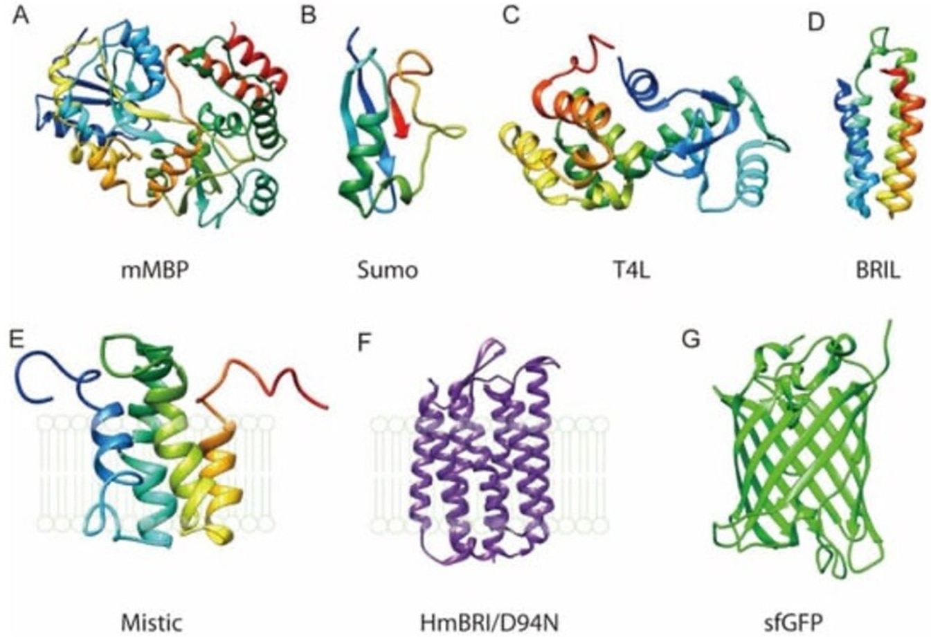 タンパク質タグの三次元構造。A:mMBP, B:SUMO, C:TaL, D:BRIL, E:Mistic, F:HmBRI/D94N, G:sfGFP