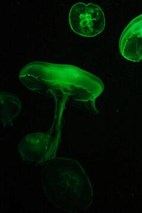 緑色に光るクラゲの写真