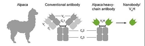 VHH抗体と従来型抗体の比較イラスト