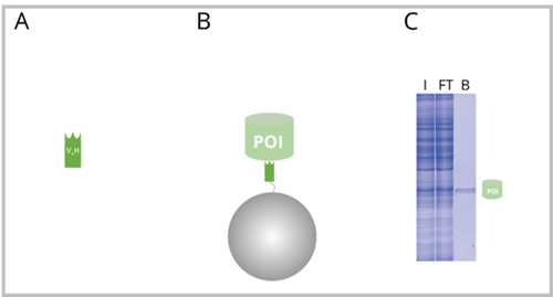 免疫沈降におけるVHH抗体を使用したNano-Trap（構造、SDS-PAGE）