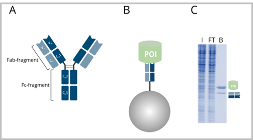 免疫沈降において、従来型IgG抗体結合ビーズと比較した場合のFab-Trapの利点を示すイラストおよび図