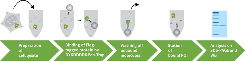 Flagタグ融合タンパク質を免疫沈降する5つのステップのイラスト