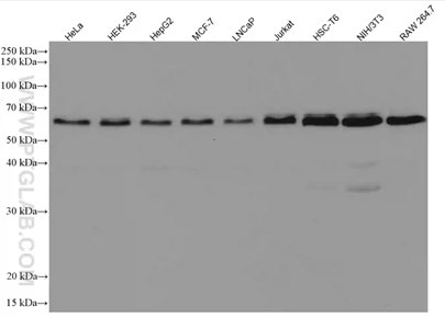 Beclin 1モノクローナル抗体を使用した様々な細胞ライセートのウェスタンブロット