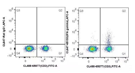C57BL/6マウス脾臓細胞のICSアッセイフローサイトメトリー解析（IFN gamma、フローサイトメトリー、488、IgG1）