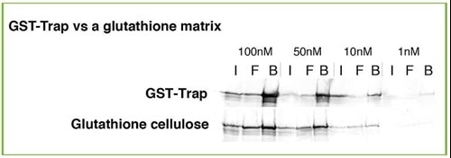 GST-Trapおよびグルタチオン樹脂による免疫沈降のサンプル比較（目的タンパク質濃度：100nM・50nM・10nM・1nM、高収率のGST-Trap）