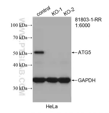 ATG5組換え抗体を使用したATG5ノックアウトHeLa細胞のウェスタンブロット