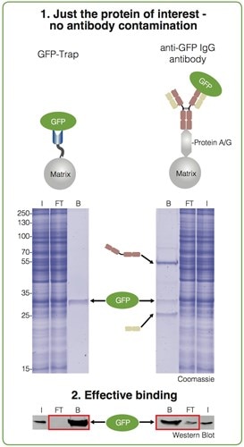 GFP-Trapと従来型GFP抗体を使用した免疫沈降サンプルのSDS-PAGEの比較画像