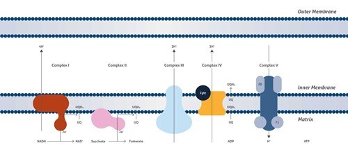ミトコンドリア呼吸鎖経路‐電子伝達系の模式図