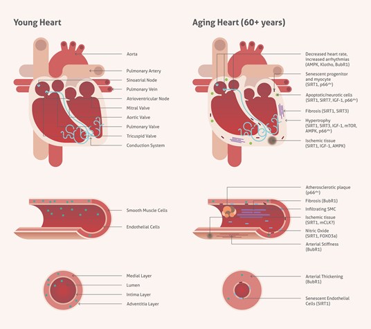 心血管組織の加齢に伴う変化をまとめた図（成人、60歳以上の加齢者、心臓、血管壁、壁肥大）