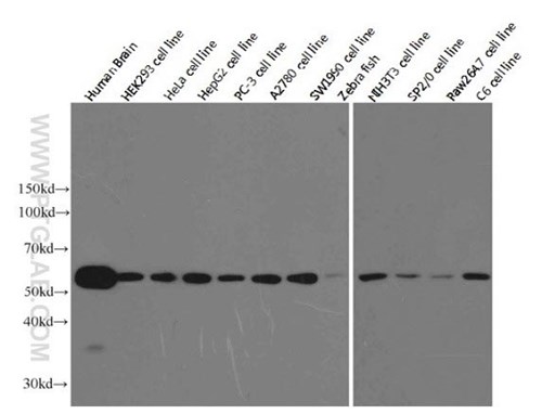 alpha-tubulin 抗体のウェスタンブロット検証