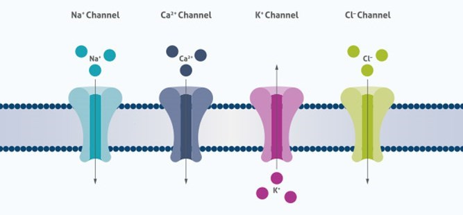 複数の電位依存性イオンチャネルの模式図