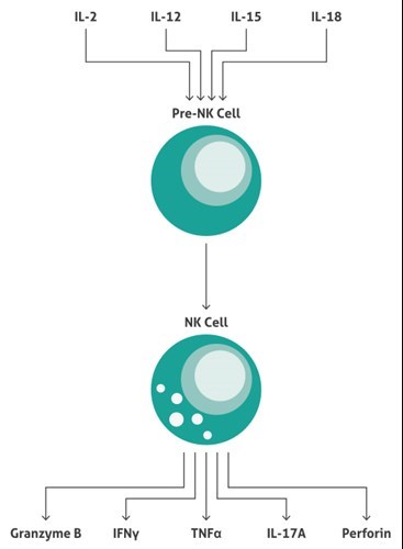 NK細胞成熟過程に必要な因子とNK細胞の産生物質
