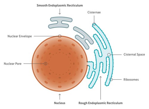 小胞体の名称と構造の模式図
