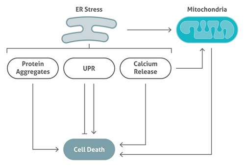 小胞体ストレスにより生じる変化とミトコンドリアへの影響により細胞死が引き起こされる事を示した模式図