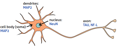神経細胞の極性マーカー発現部位