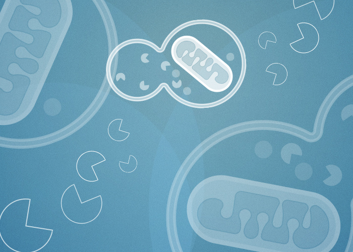 ネクローシス（Necrosis）とアポトーシス（Apoptosis）の違いは 