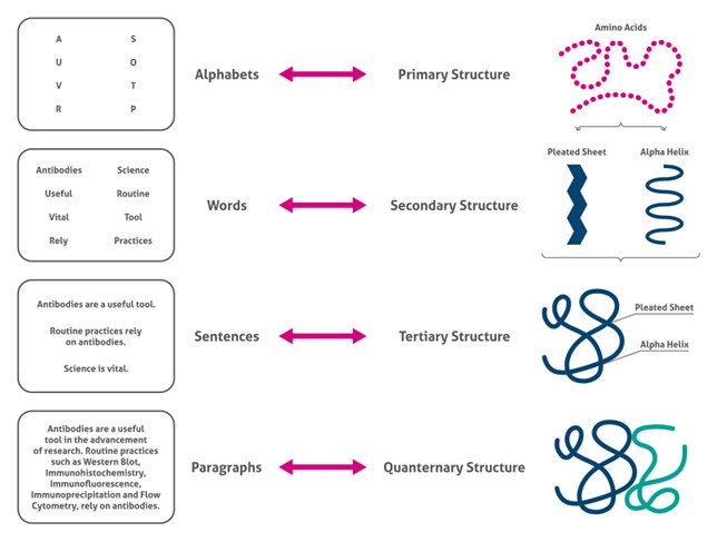 タンパク質構造の4つのレベルを示したイラスト（アミノ酸・二次構造・三次構造・四次構造を文字・単語・文章・段落と比較）