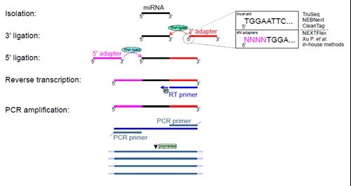 small RNA-seqの実験手順の図解（miRNA単離、ライゲーション、逆転写、増幅）