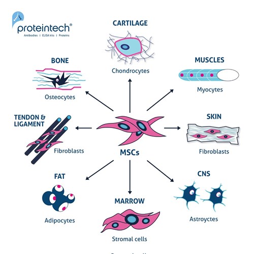 間葉系幹細胞から分化可能な細胞のイラスト（軟骨細胞、筋肉細胞、皮膚線維芽細胞、星状細胞、間質細胞、脂肪細胞、腱・靭帯線維芽細胞、骨細胞）