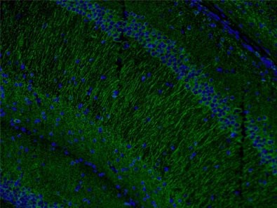 MAP2抗体およびAlexa Fluor 488標識AffiniPureヤギ抗ウサギIgGを使用した4%PFA固定マウス脳組織の免疫蛍光染色