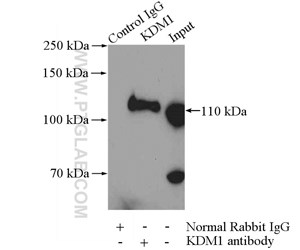 KDM1抗体を使用したHeLa細胞ライセートの免疫沈降サンプルのウェスタンブロット