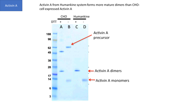 HO細胞およびHumanKine®系由来の精製Activin AのSDS-PAGE（アクチビン前駆体、成熟アクチビンAダイマー、アクチビンAモノマー）