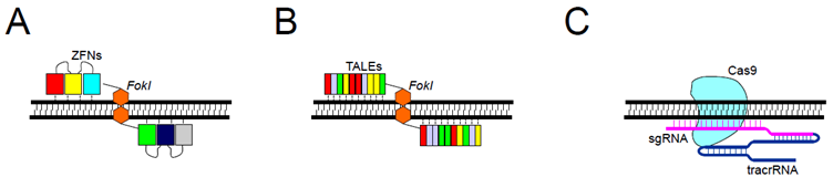 人口ヌクレアーゼの模式図（ZFN、TALEN、CRISPR-Cas9）