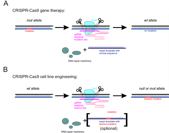 CRISPR-Cas9機構の利用例の模式図