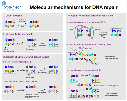 DNA修復機構の模式図（直接修復、MMR
、SSB、DSB）