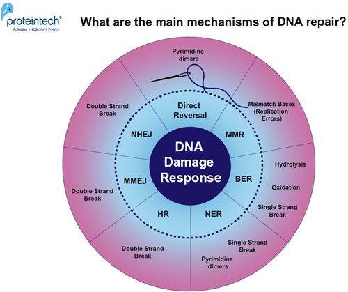 DNA修復機構