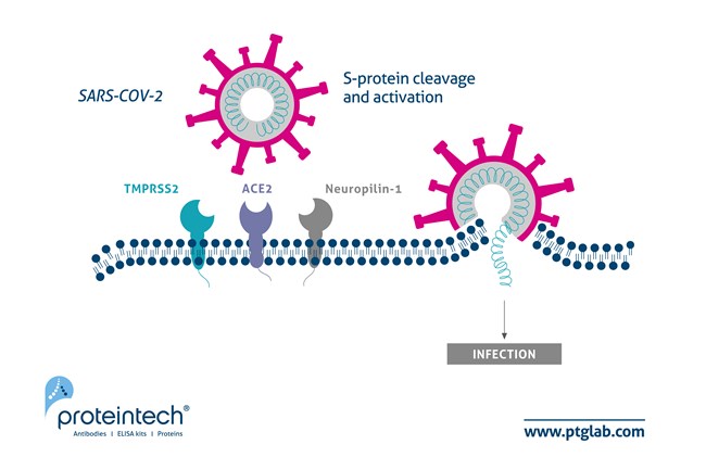 SARS-CoV-2ウイルスの細胞侵入機構を示したイラスト（SARS-CoV-2、TMPRSS2、ACE2、Neuropilin-1、Sタンパク質切断および活性化、ウイルス感染）