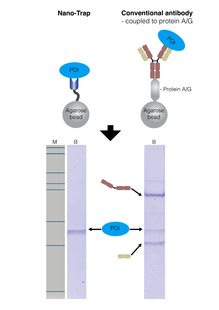 immunoprecipitation (IP) comparison of Chromotek's Nano-Trap and conventional antibody