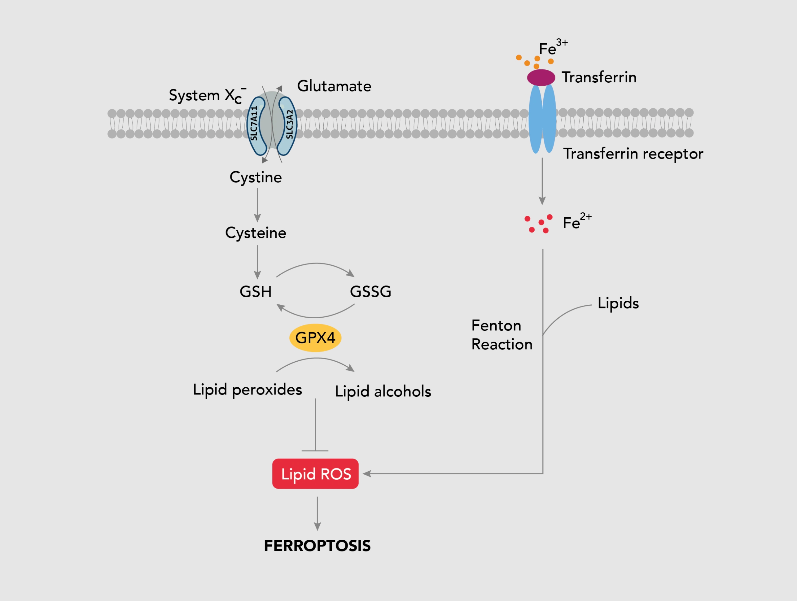The role of ferroptosis in human diseases | Proteintech Group