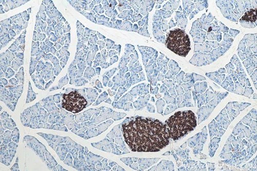インスリンマウスモノクローナル抗体およびIHC発色キットを使用したマウス膵臓組織の免疫組織化学染色