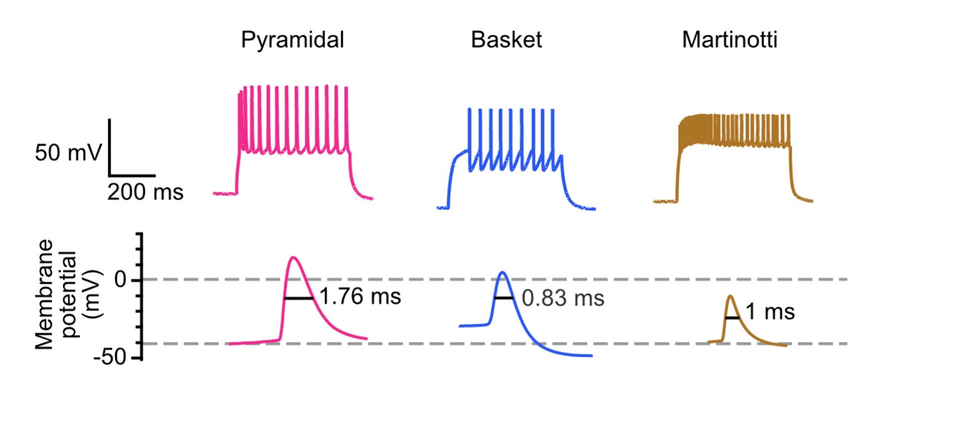 神経細胞の電気生理学的特性