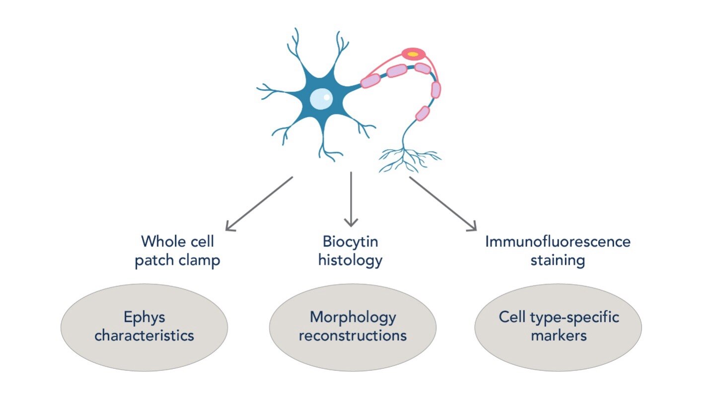 大脳皮質の細胞の種類を同定するワークフロー