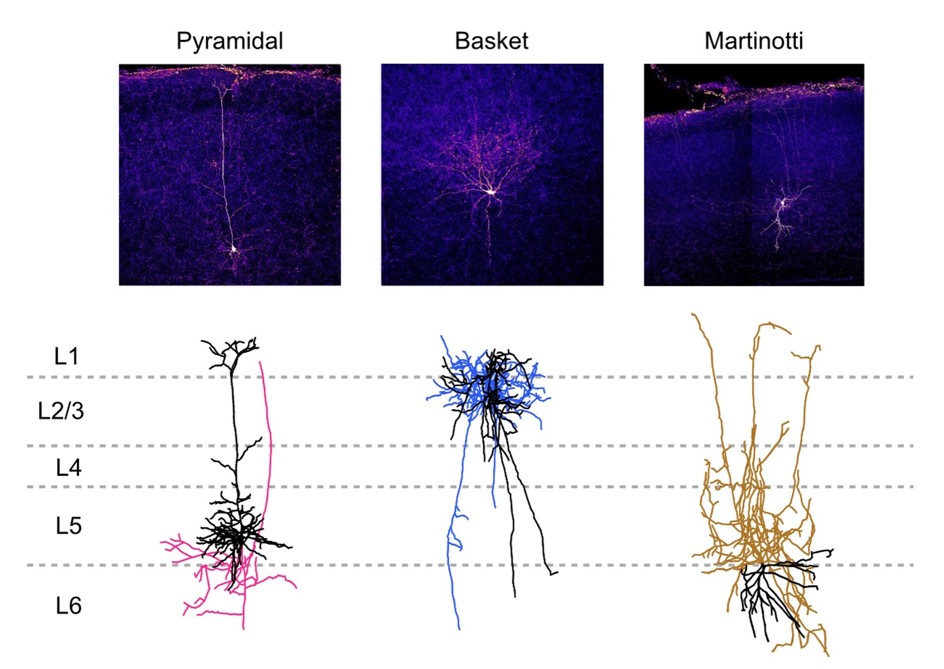 神経細胞のバイオサイチン染色画像と形態学的再構築像