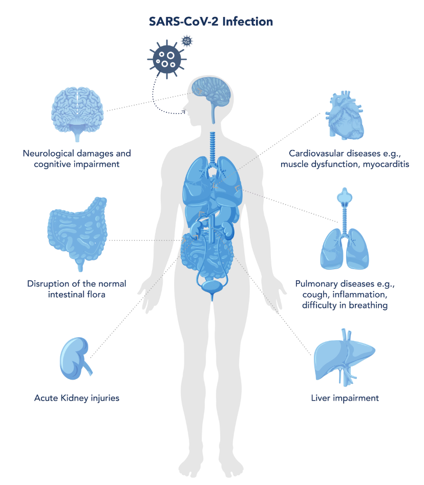 COVID-19感染の影響を受ける臓器を示した人体の図（脳、消化器系、腎臓、心臓、呼吸器系、肝臓）。