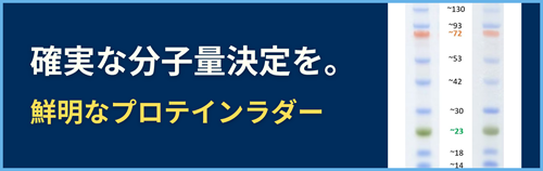 分子量ラダー