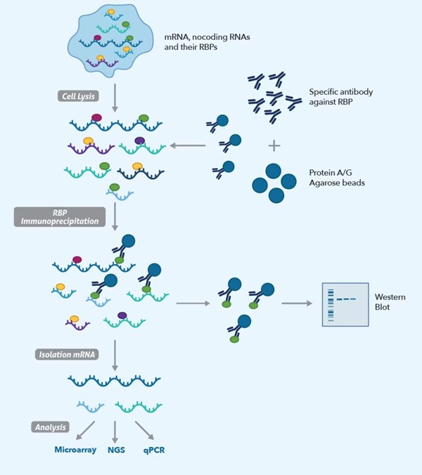 RIP/RIP-seqのワークフロー（細胞溶解、免疫沈降、RNA精製、解析）