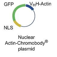 クロモテックのnuclear-actin chromobodyのプラスミドの模式図